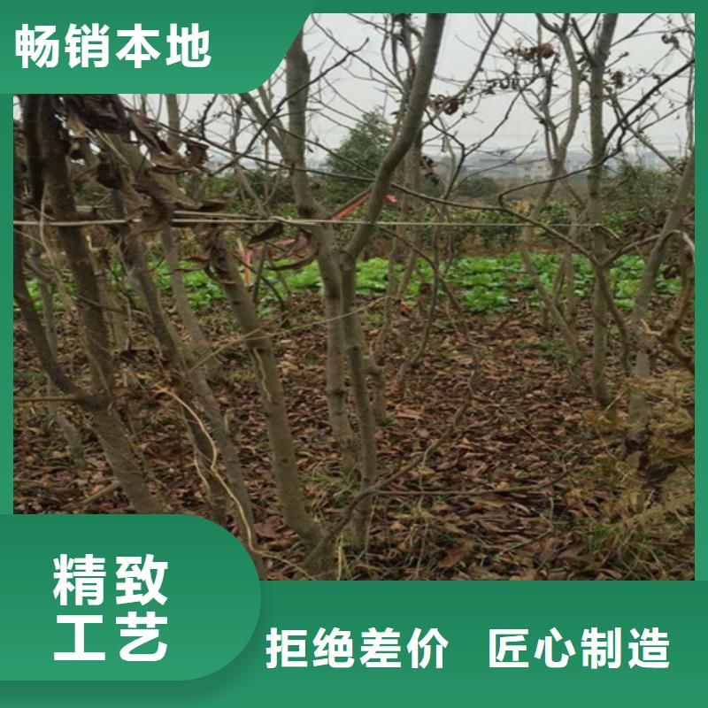 【碧根果石榴树优质原料】一手价格