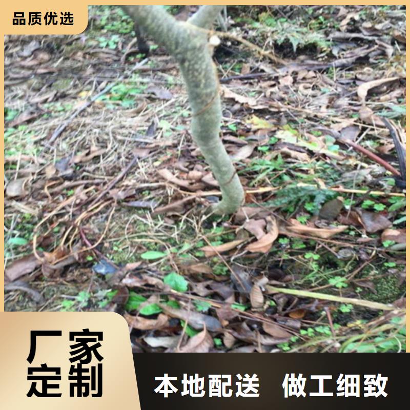 【碧根果-西瓜番石榴苗颜色尺寸款式定制】本地制造商