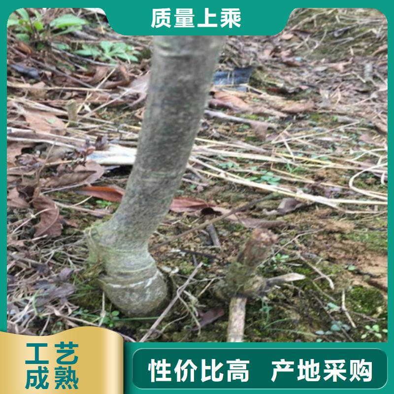 【碧根果苹果苗核心技术】用心经营