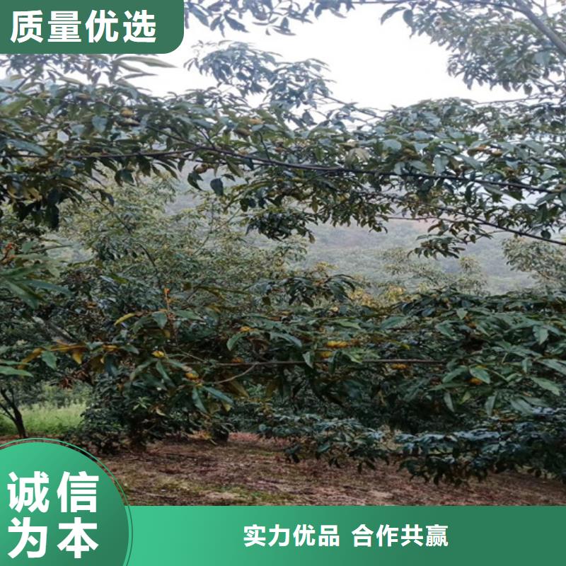 碧根果【樱桃苗】常年出售产地工厂