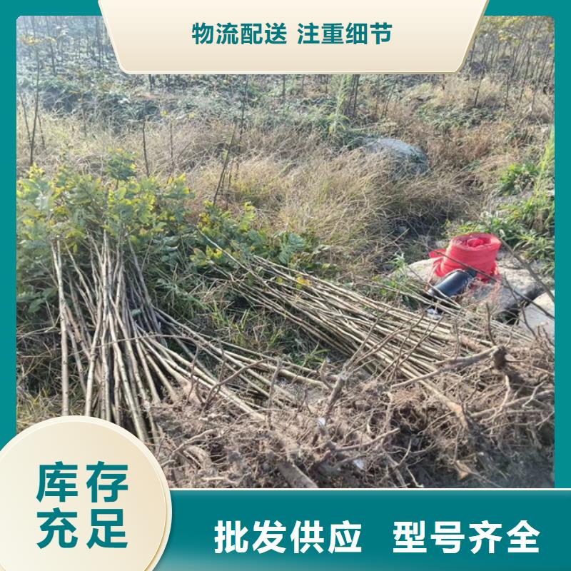 碧根果【苹果苗】优势同城制造商