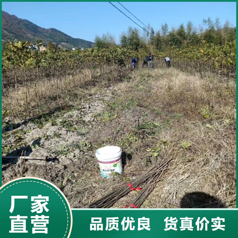 【碧根果】玛瑙红石榴苗厂家精选附近生产商