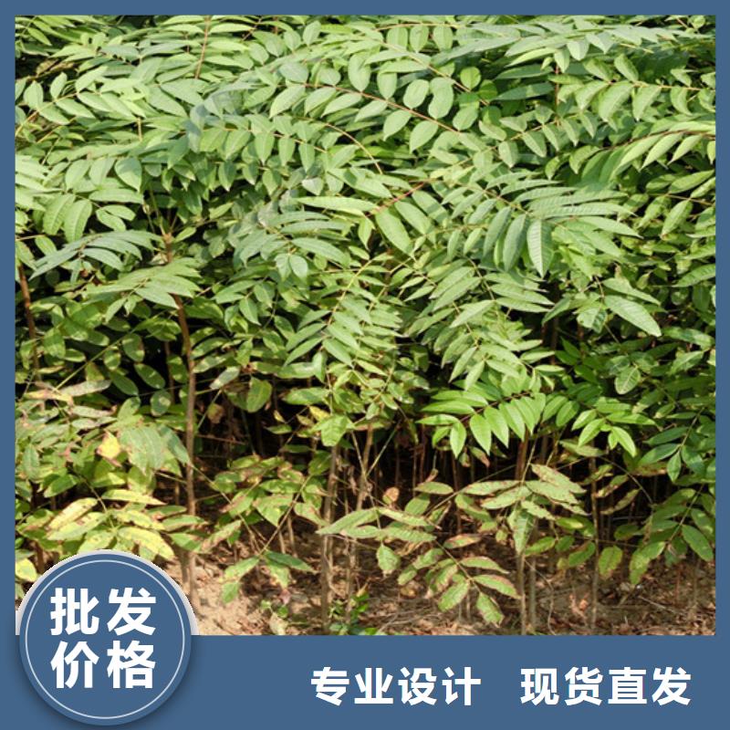 【香椿】草莓苗源头厂家量大价优本地货源