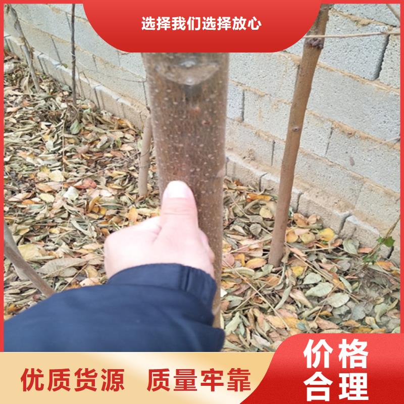 香椿樱桃苗专业品质当地制造商