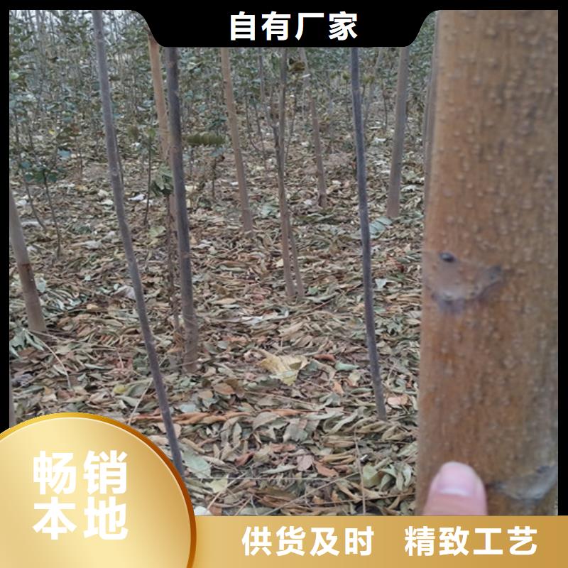 香椿桃树苗认准大品牌厂家本地生产商