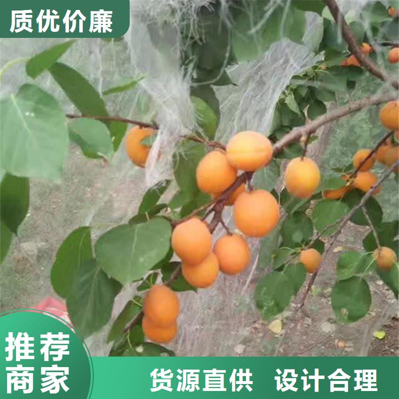 【杏】苹果苗现货直供厂家质量过硬