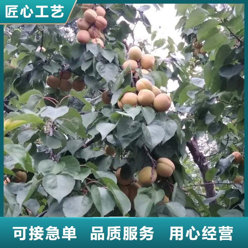 【杏苹果苗质量三包】质量看得见