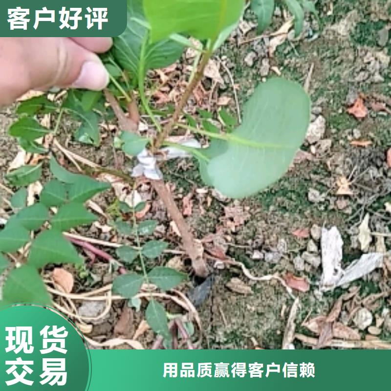 开心果【苹果苗】合作共赢附近品牌