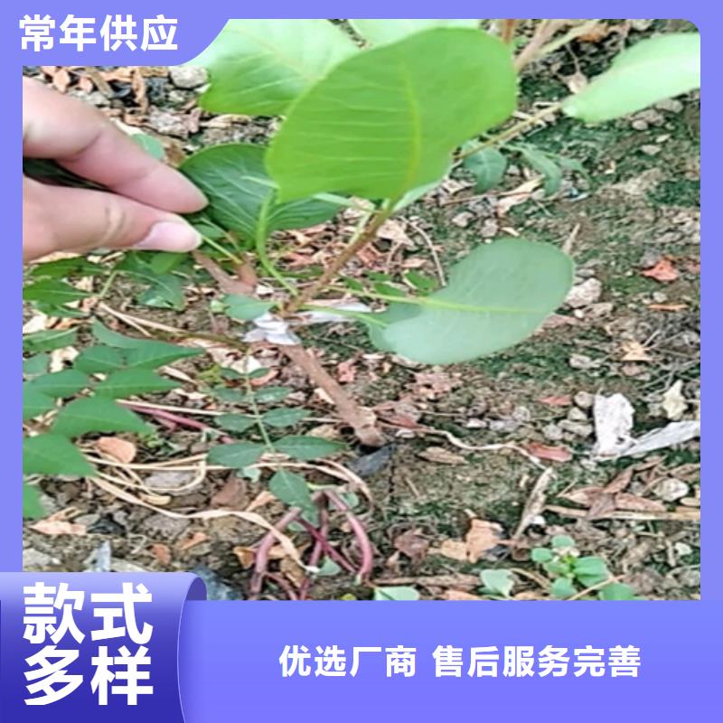 开心果-红石榴苗基地安装简单买的放心安兴用的舒心