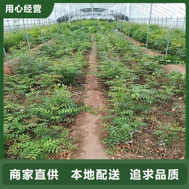 开心果_嘎啦苹果技术先进畅销当地