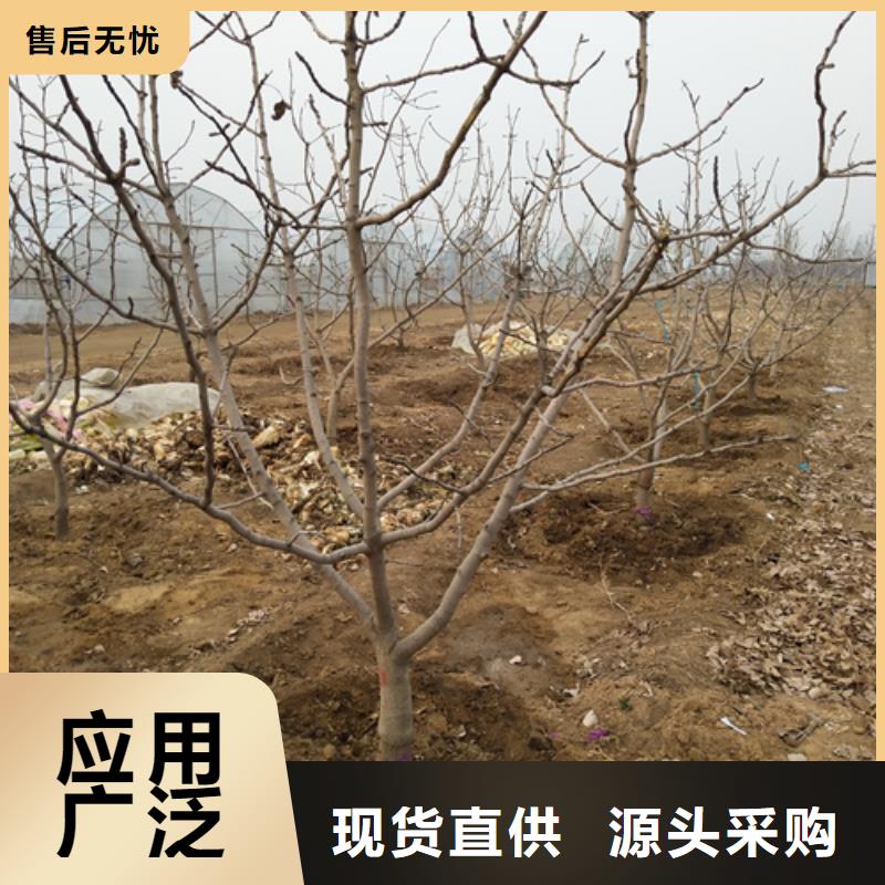 开心果-无花果苗推荐商家放心购