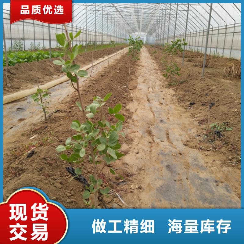 【开心果】_苹果苗应用领域本地制造商