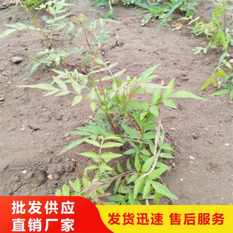 【开心果苹果苗质量看得见】品质可靠