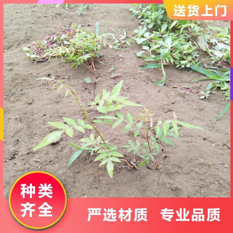 开心果草莓苗追求品质本地供应商