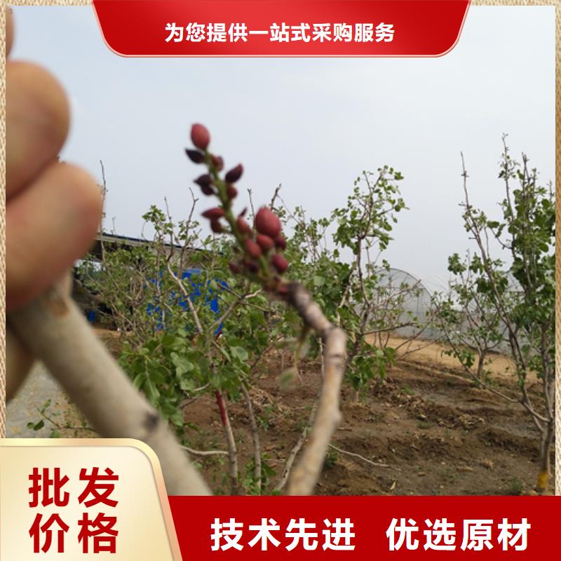 开心果【无花果苗】生产经验丰富可接急单