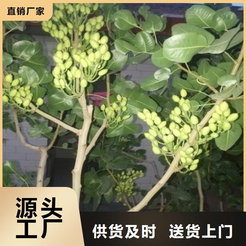 开心果-李子苗生产安装品质有保障