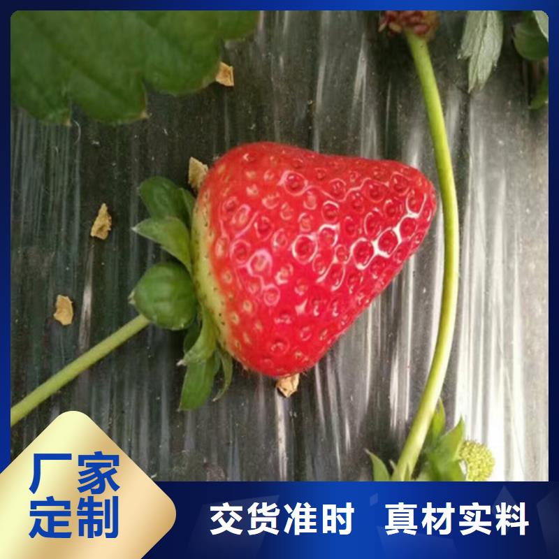 【草莓苗】大棚草莓苗实体厂家支持定制质量看得见