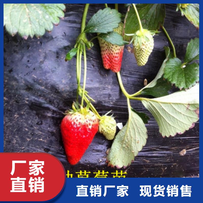 草莓苗大棚草莓苗把实惠留给您出厂严格质检