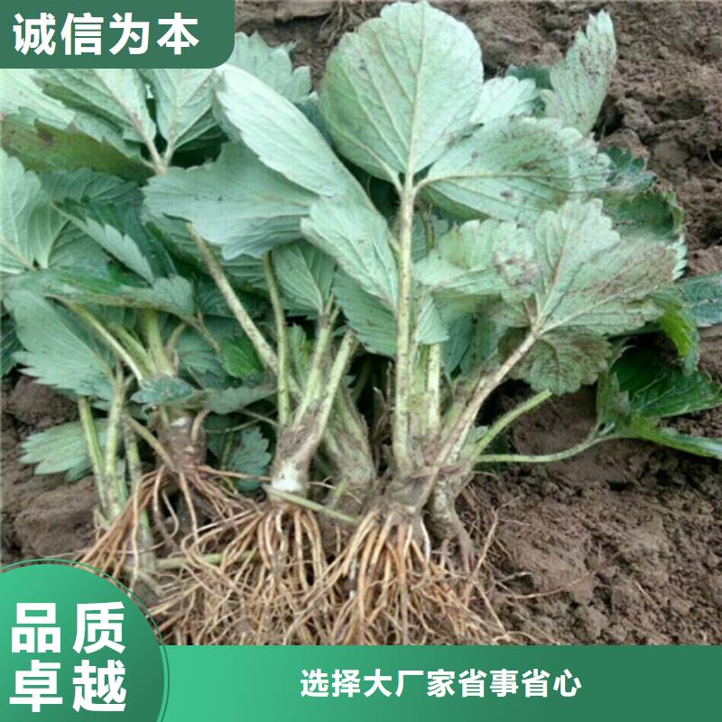 草莓苗【大红袍花椒苗】工厂直销本地品牌