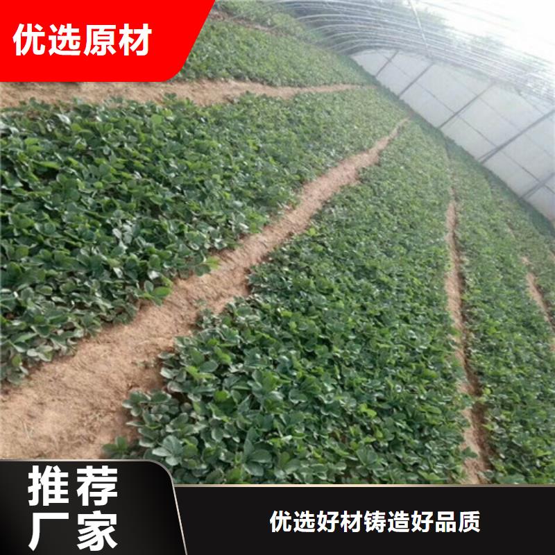 【草莓苗夏黑葡萄苗诚信经营质量保证】产地直供