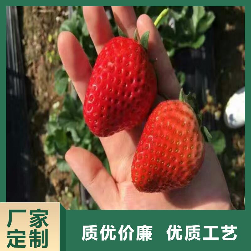 草莓苗红富士苹果树苗优质货源品牌专营