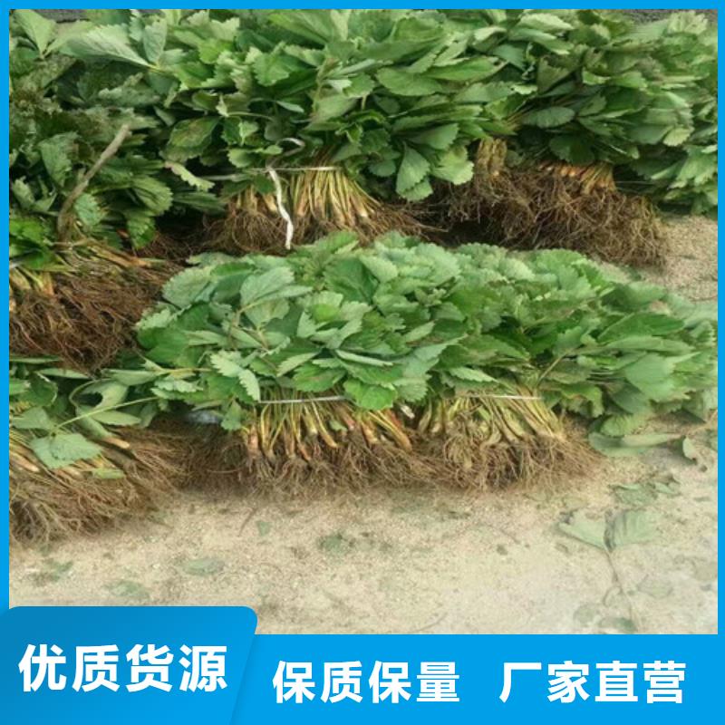 草莓苗-果树苗优选厂家可定制