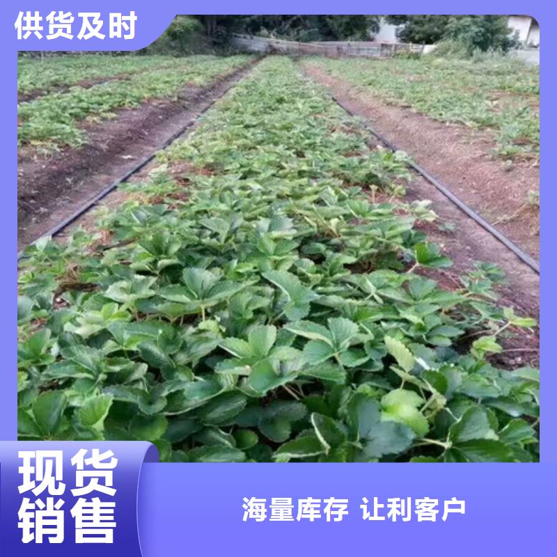 【草莓苗】黑珍珠草莓苗工厂直供口碑好实力强