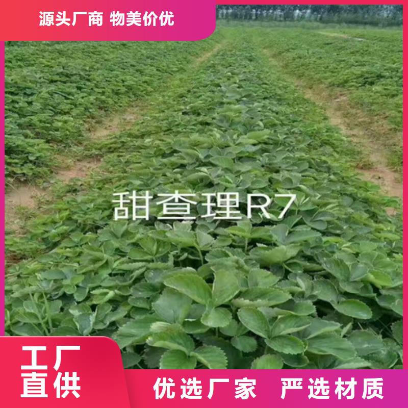 草莓苗【蓝宝石葡萄树苗】厂家品控严格物美价优