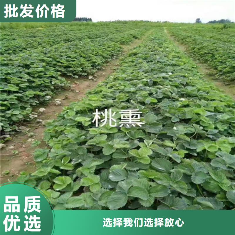 【草莓苗草莓苗价格省心又省钱】本地货源