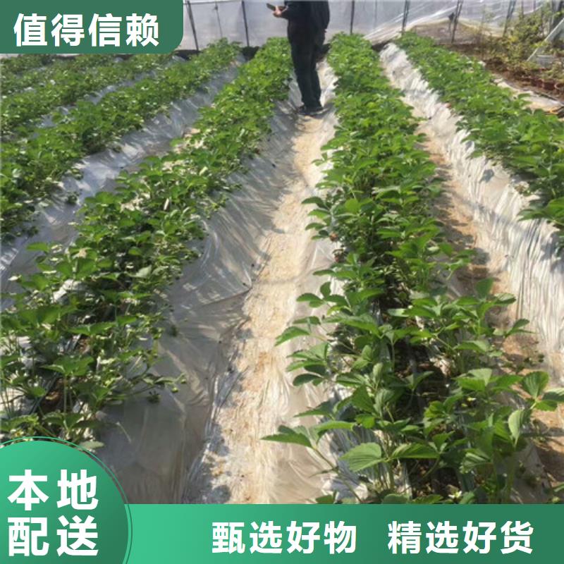 草莓苗油蟠桃树苗48小时发货当地货源