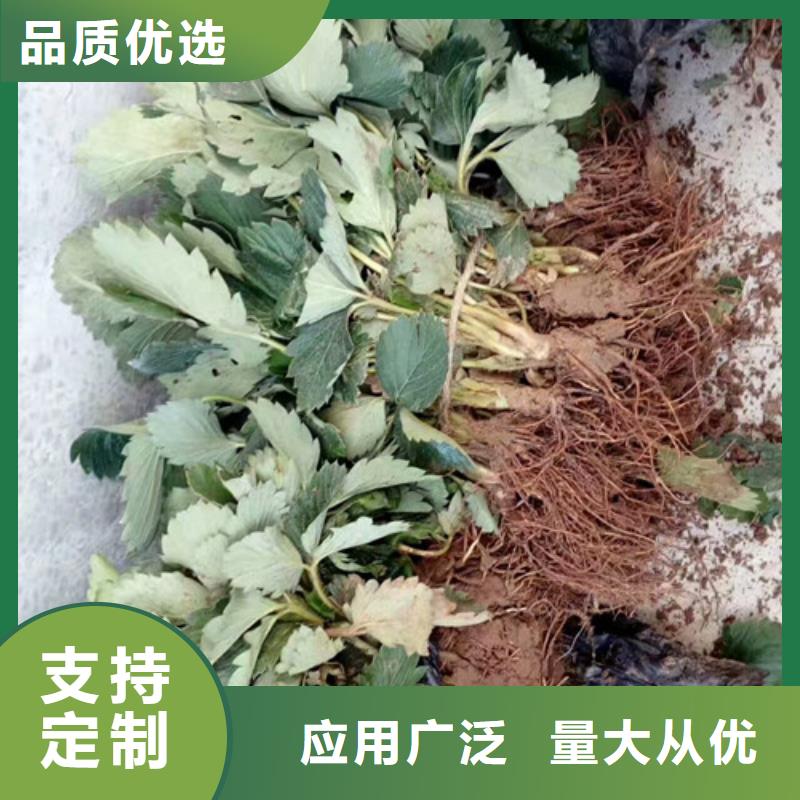 【草莓苗蓝宝石葡萄树苗实体厂家】当地公司