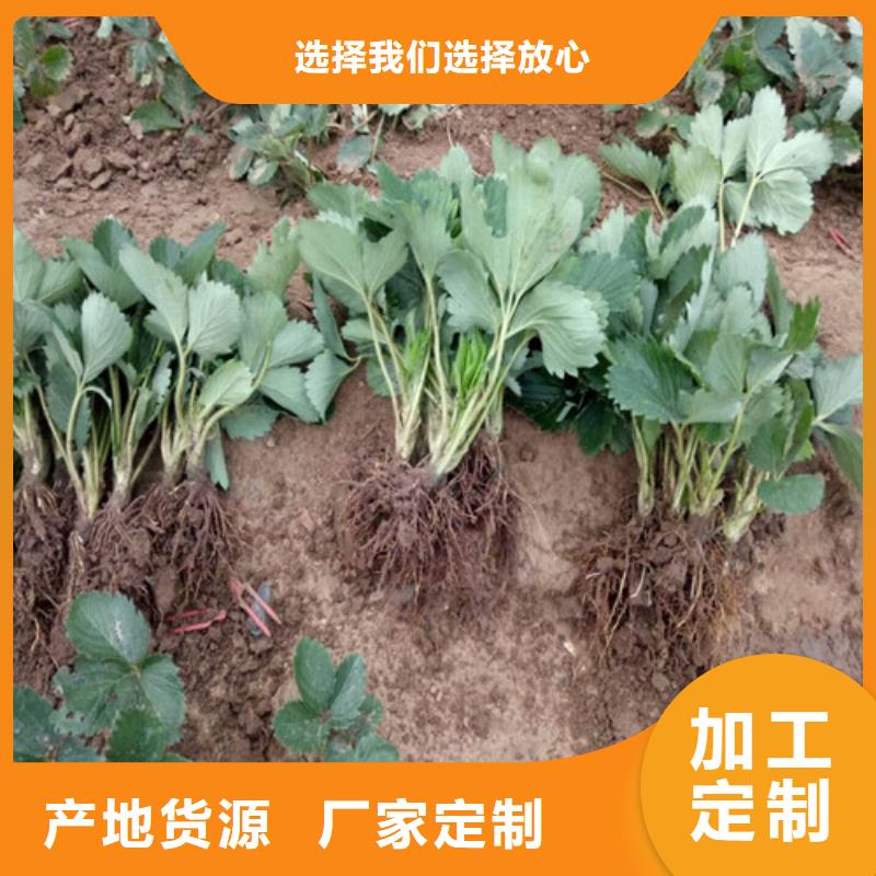 【草莓苗】草莓苗价格自有厂家工厂直销