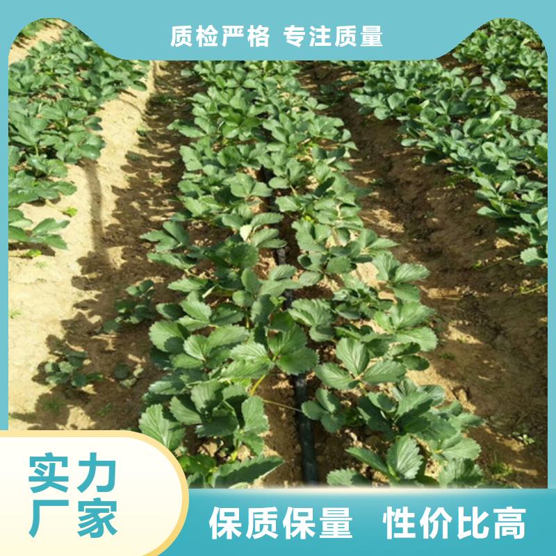 草莓苗【火箭大樱桃树苗】生产经验丰富专注品质