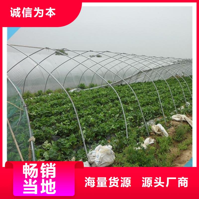 草莓苗_香梨树苗按需定制精致工艺