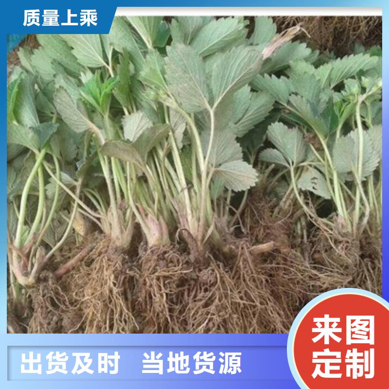 草莓苗-梨树苗基地批发商专业供货品质管控