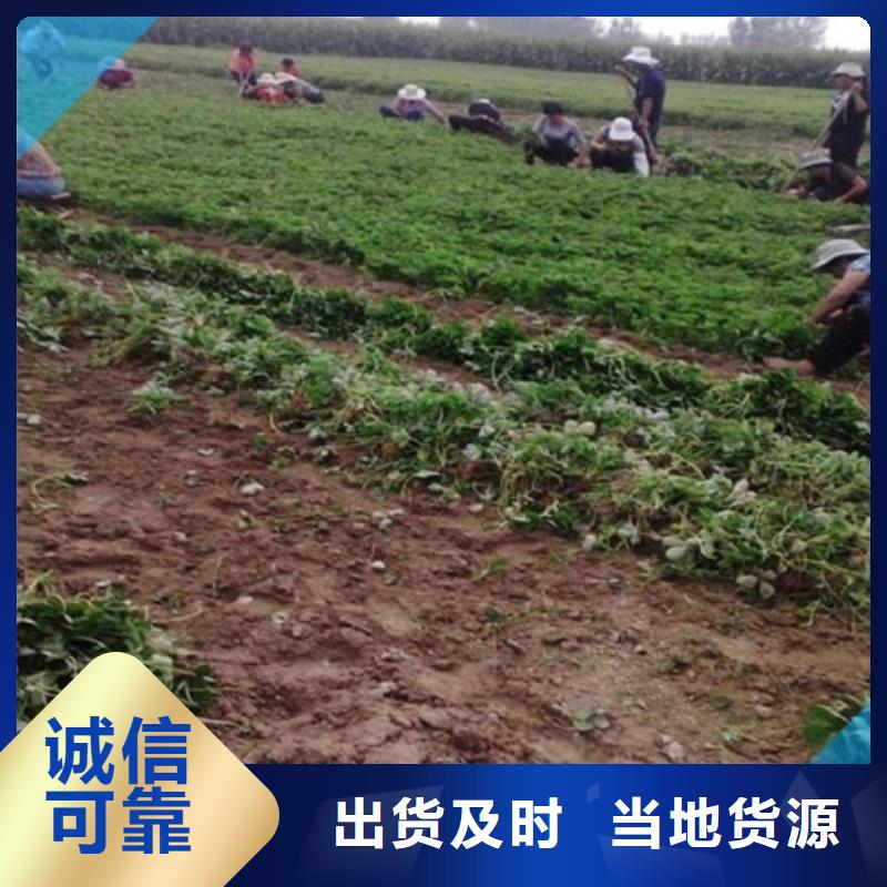 【草莓苗】果树苗批发基地买的放心质量安全可靠