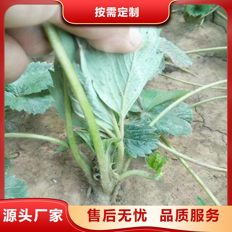 草莓苗【草莓苗价格】好货有保障本地品牌