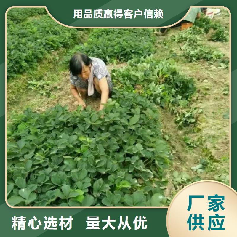 草莓苗蟠枣树苗工厂批发质检合格发货