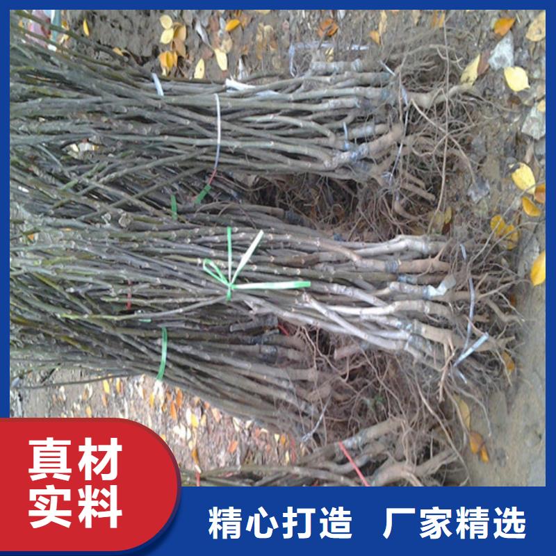 核桃苗樱桃苗基地自产自销定制不额外收费