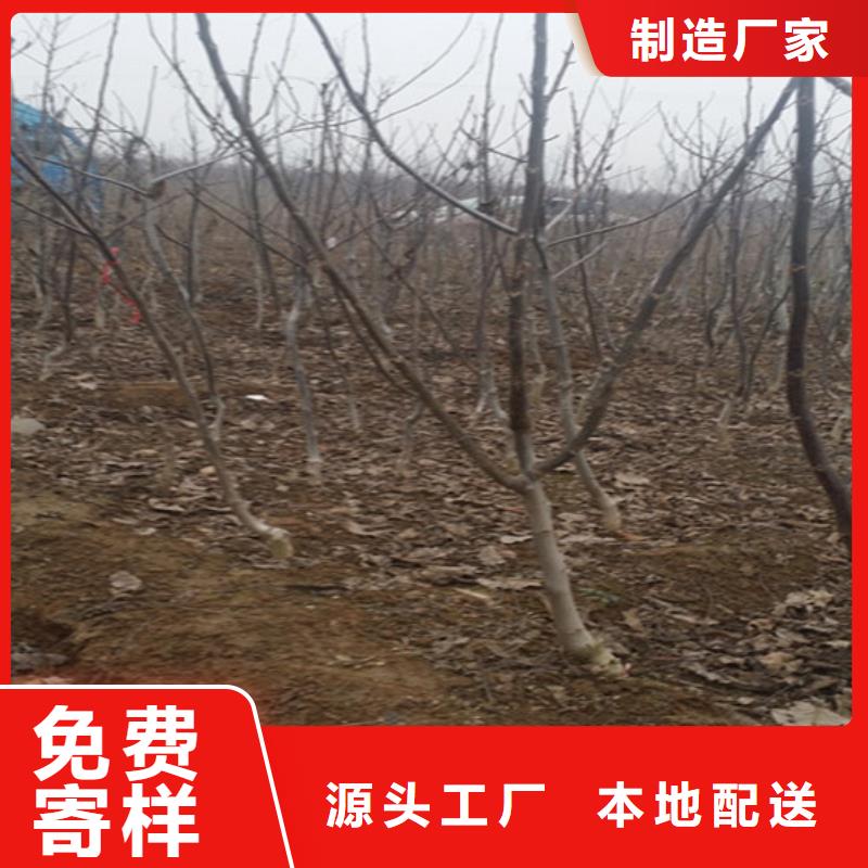 核桃苗-【草莓苗价格】您身边的厂家当地经销商