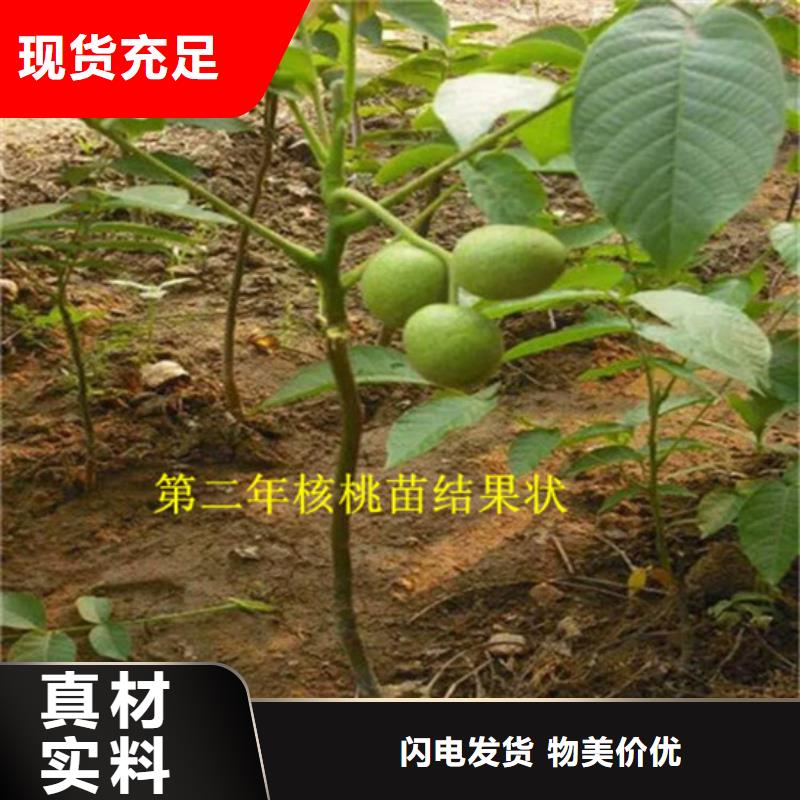 核桃苗_大棚草莓苗品牌企业同城品牌