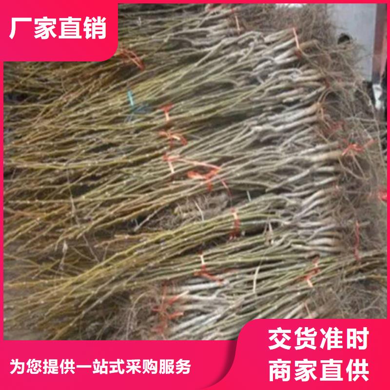 核桃苗_【苹果苗】精心推荐放心选购