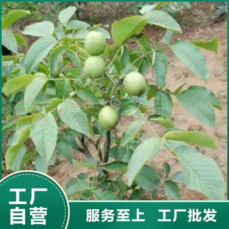 【核桃苗蜂糖李子树苗放心选购】讲信誉保质量