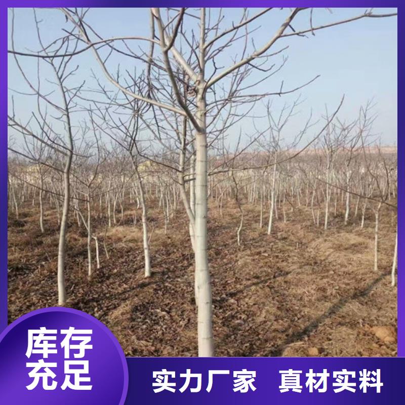 核桃苗梨树苗基地厂家供应海量现货