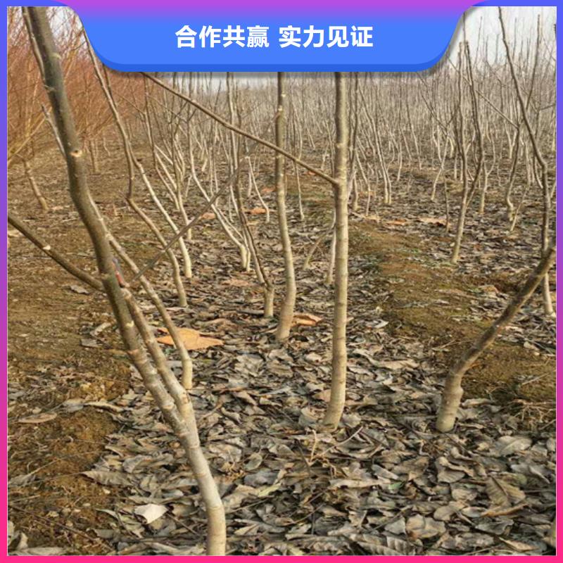 核桃苗青苹果树苗厂家案例产地厂家直销