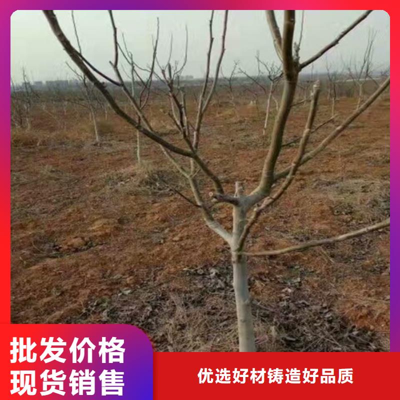 核桃苗,苹果苗货品齐全用心制作