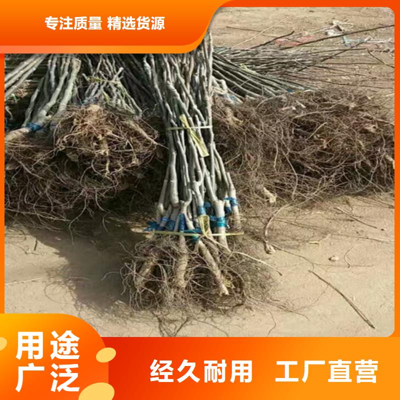 核桃苗莫妮卡西梅树苗买的放心安兴用的舒心讲信誉保质量