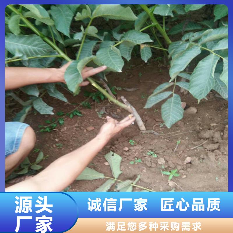 【核桃苗草莓苗价格闪电发货】本地供应商