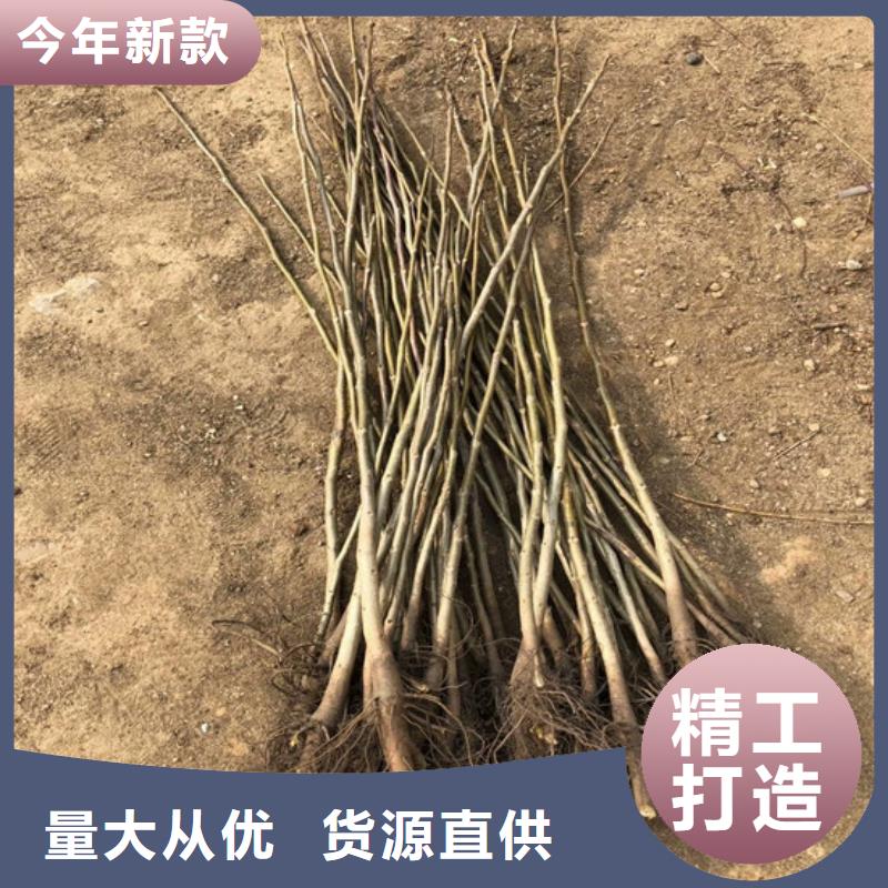 核桃苗【大棚草莓苗】根据要求定制快捷物流