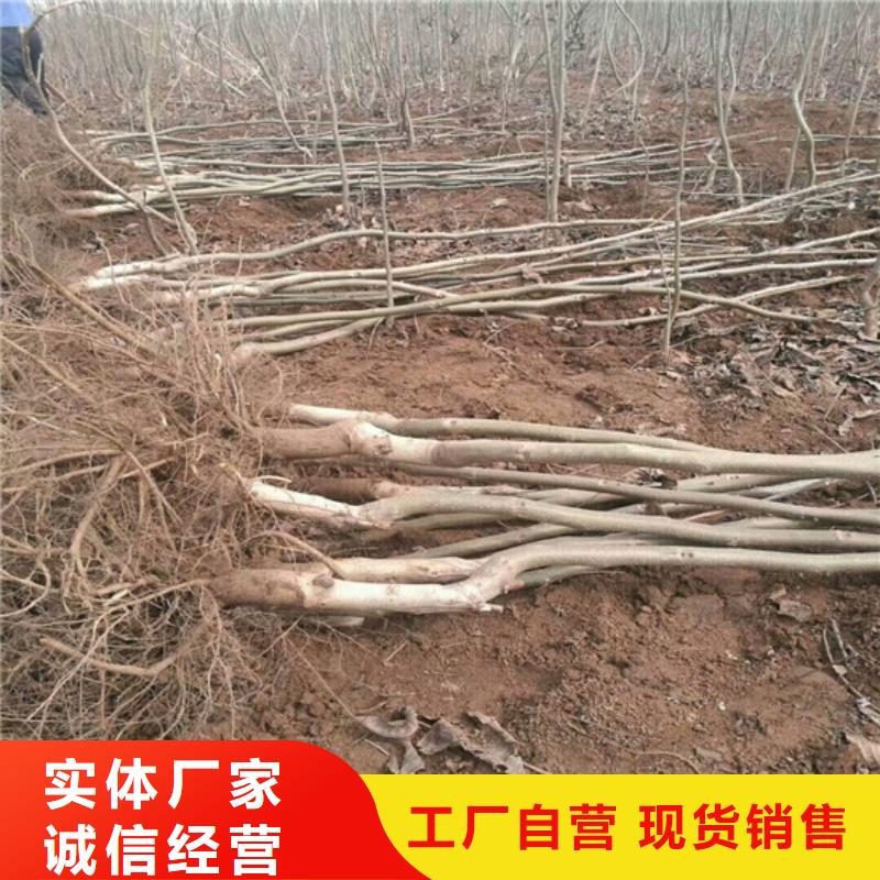 【核桃苗蜂糖李子树苗定制速度快工期短】附近制造商